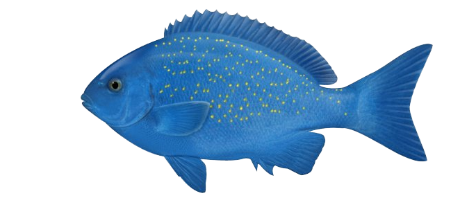 Ocean Fish Transparent PNG Image