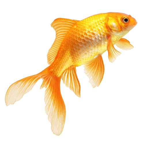 Real Fish Transparent PNG Image