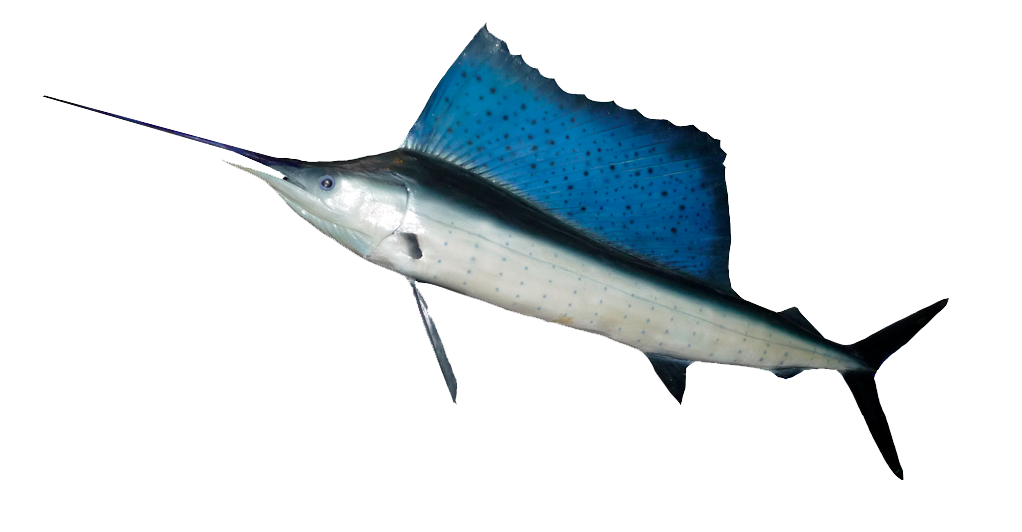 Ocean Fish Transparent PNG Image