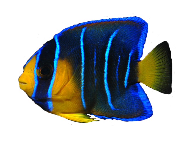 Ocean Fish Transparent PNG Image
