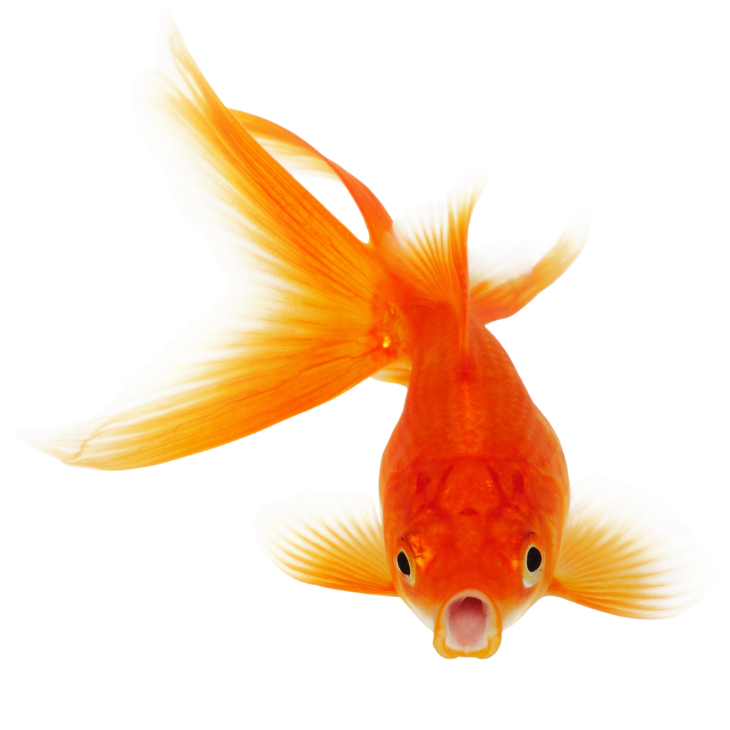 Real Fish Transparent PNG Image