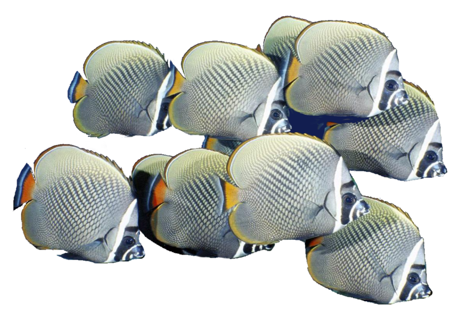 School Of Fish Transparent PNG Image