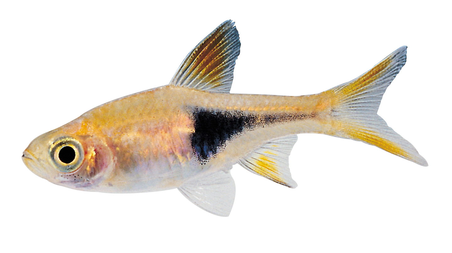Real Fish Transparent PNG Image