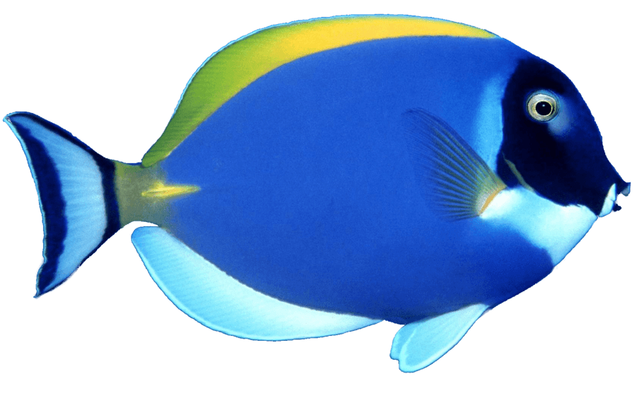 Blue Fish Transparent PNG Image