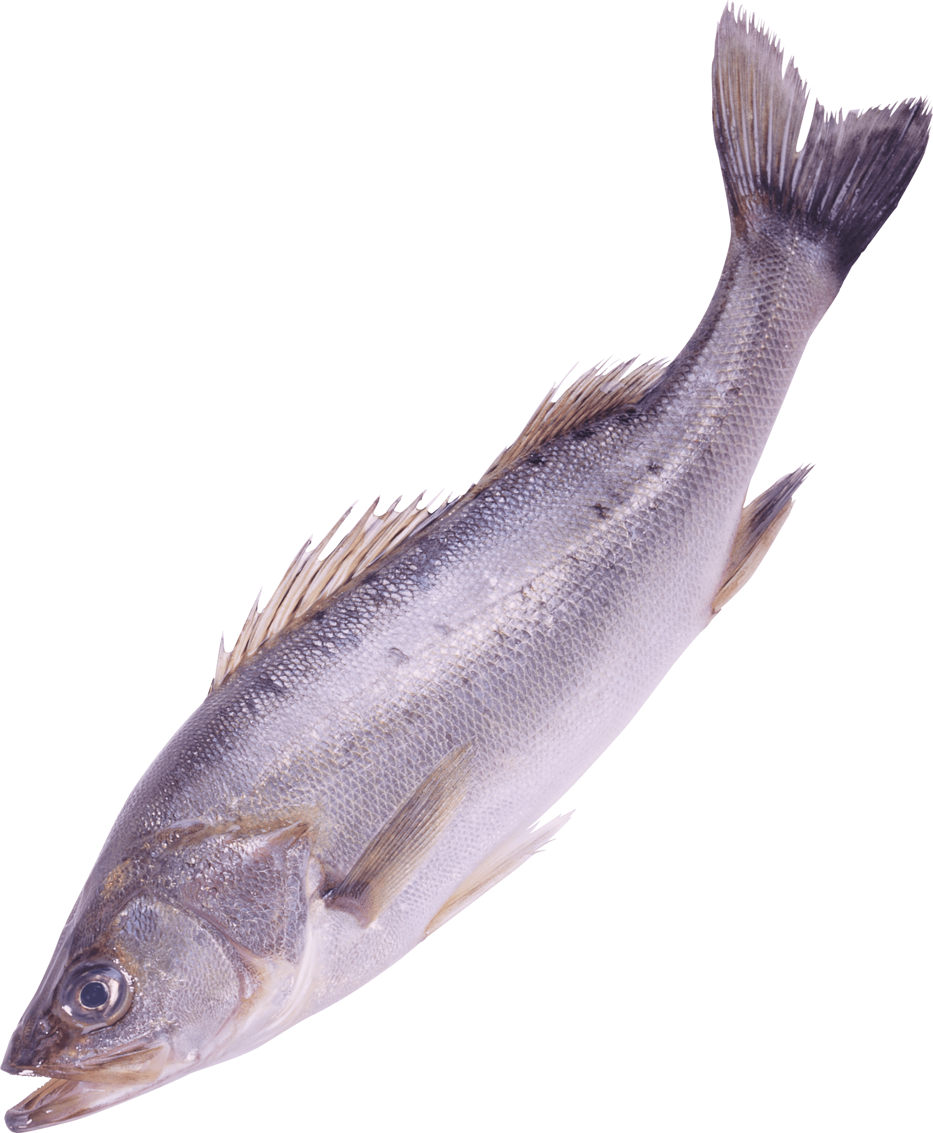 Fish Transparent PNG Image