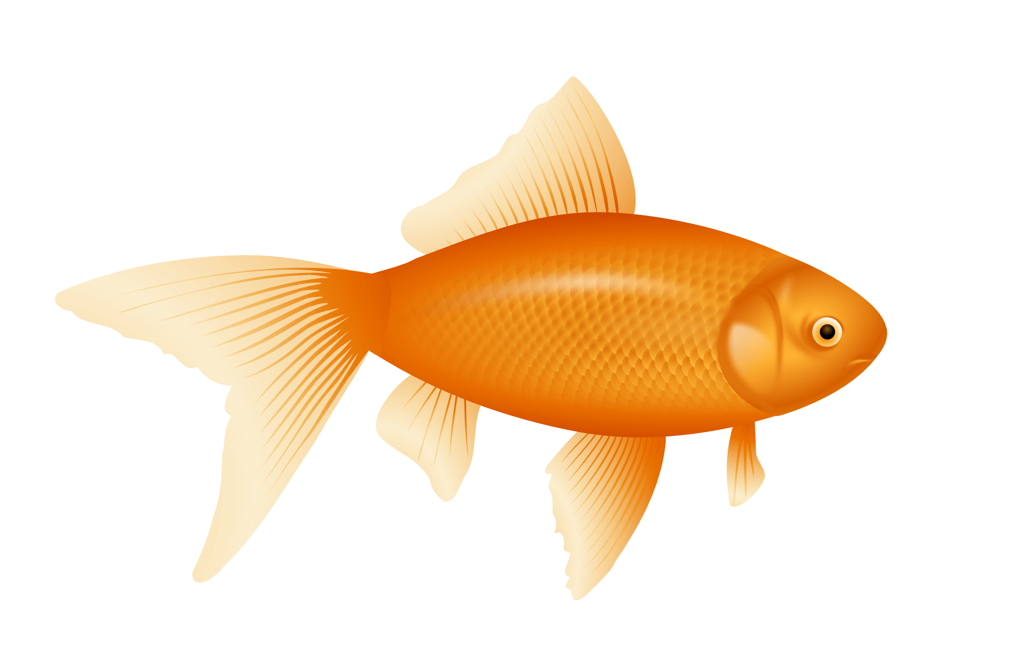 Gold Fish Transparent PNG Image