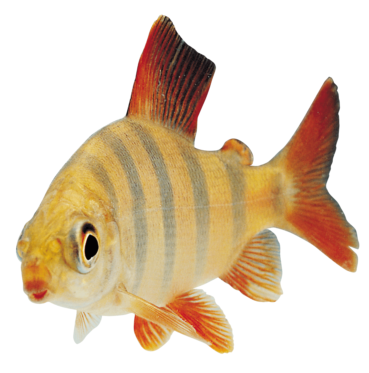 Fish Transparent PNG Image