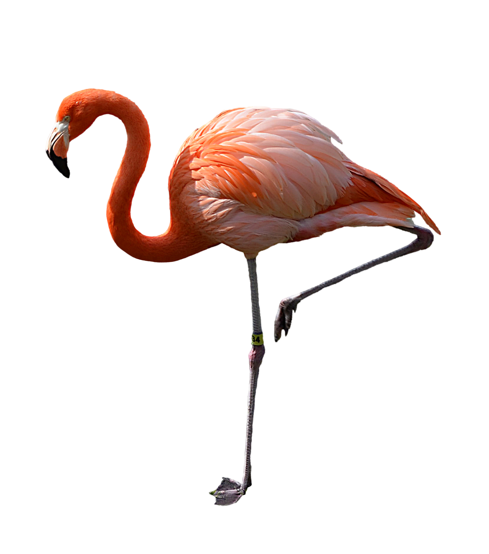 Flamingo Transparent PNG Image