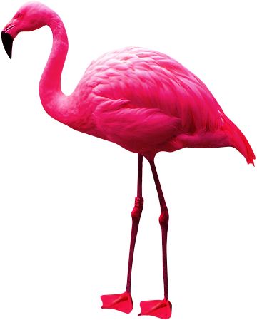 Flamingo Transparent PNG Image