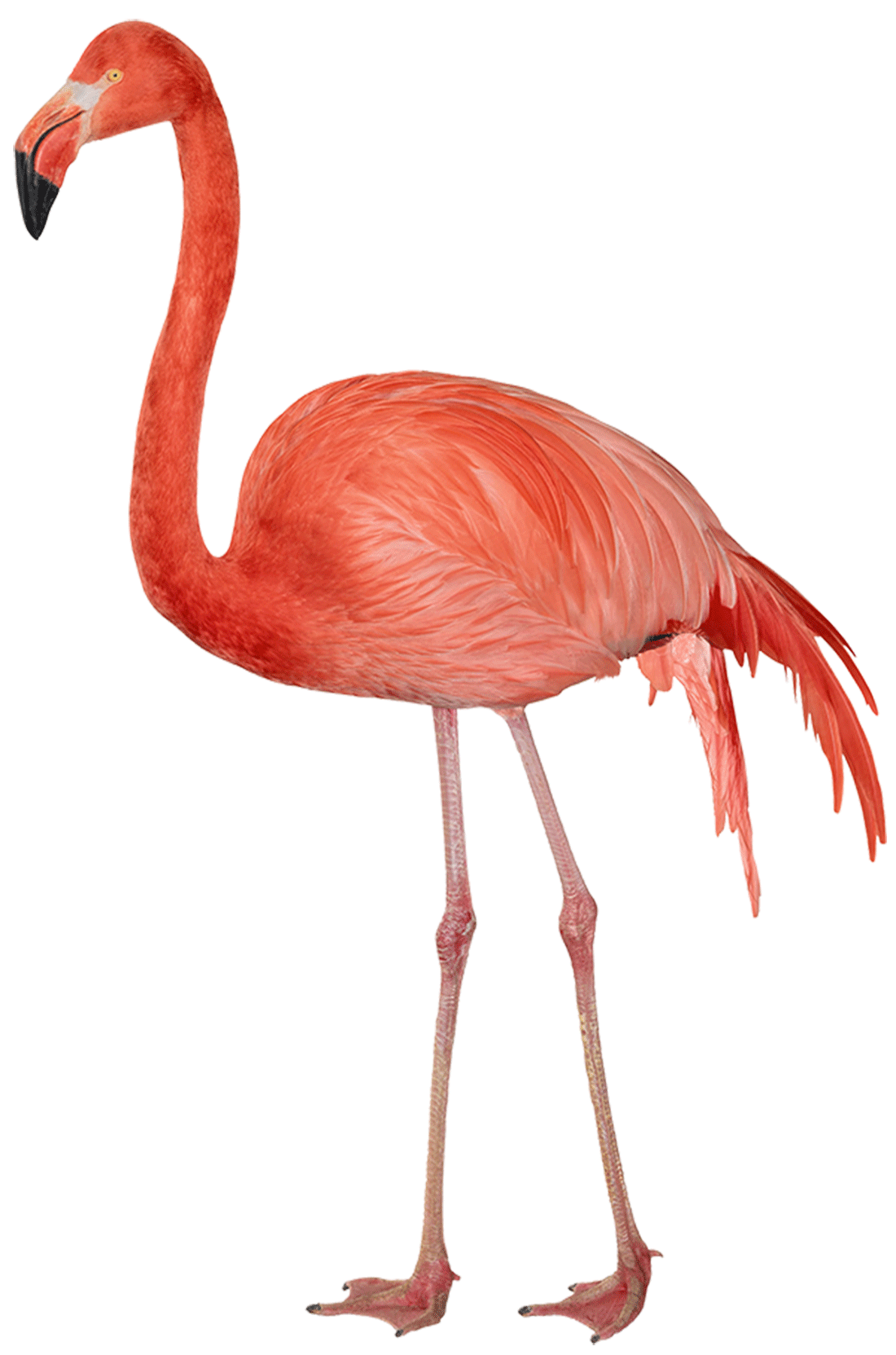 Flamingo Transparent PNG Image