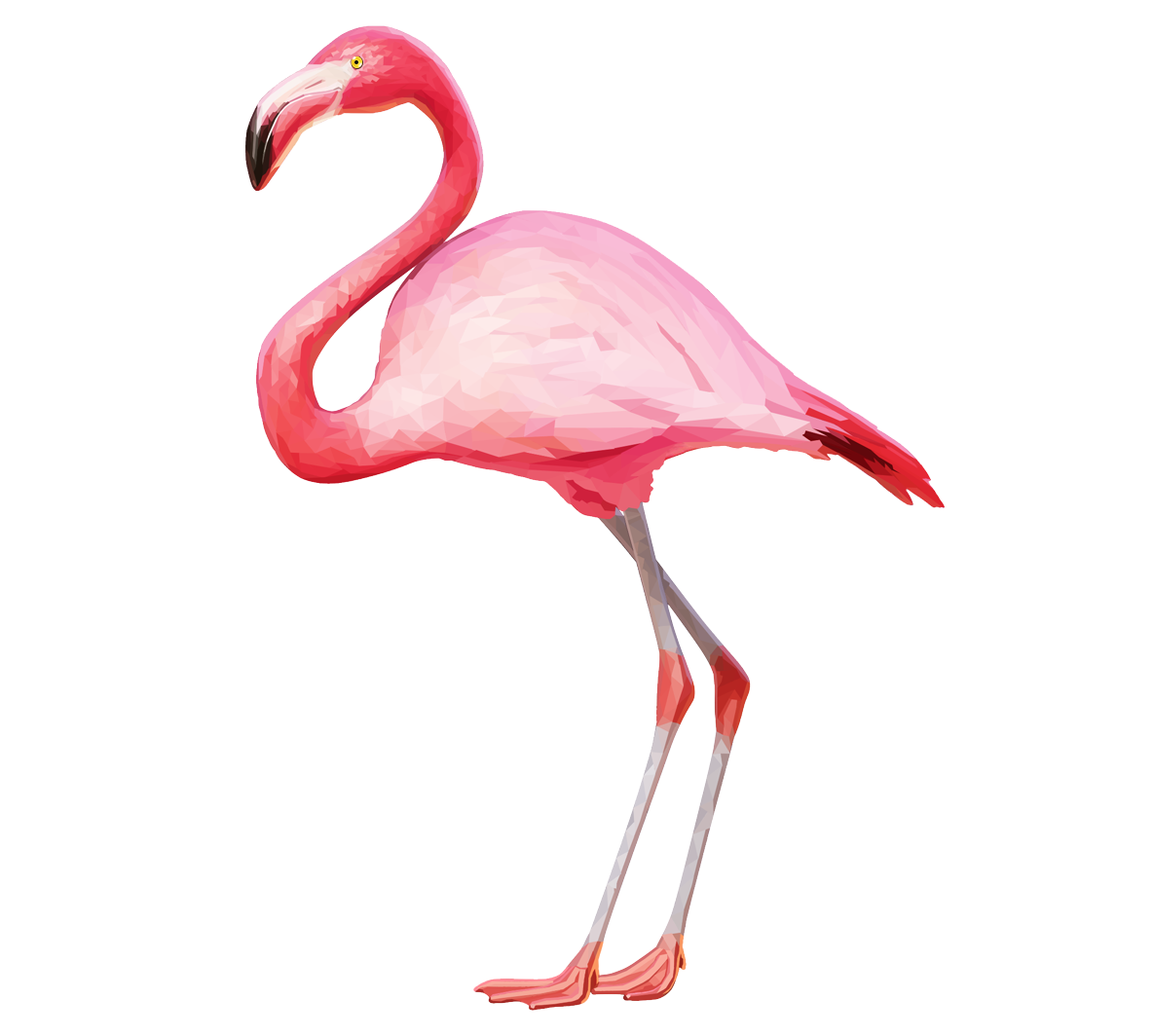 Vector Flamingo Bird Transparent PNG Image