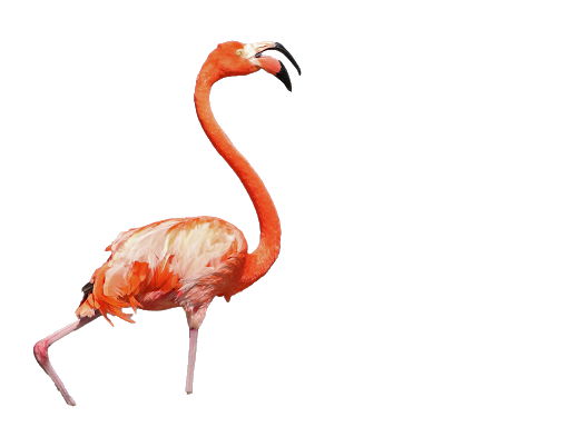 Vector Tropical Flamingo Bird Transparent PNG Image