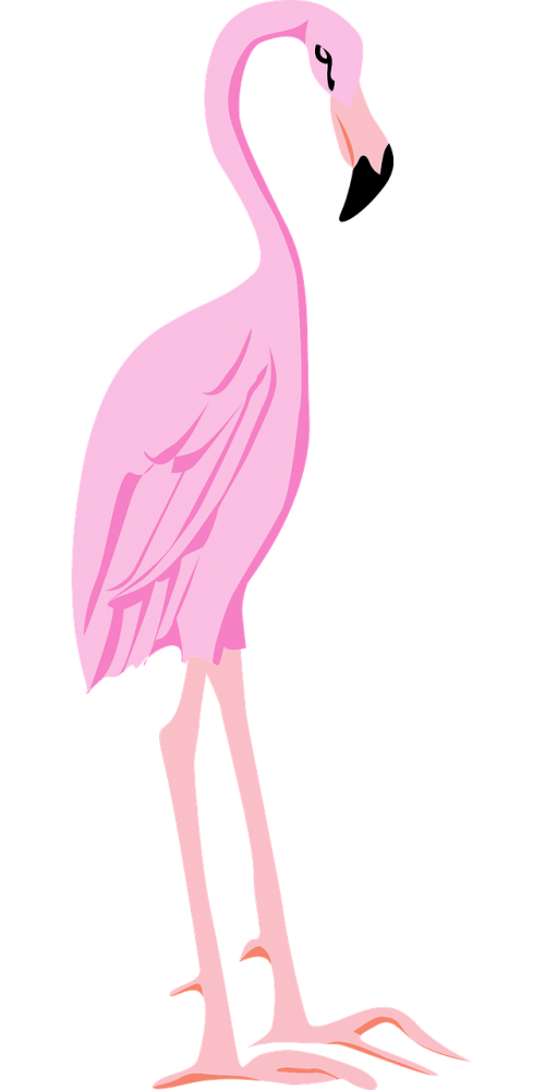 Pink Flamingo Bird Vector Transparent PNG Image