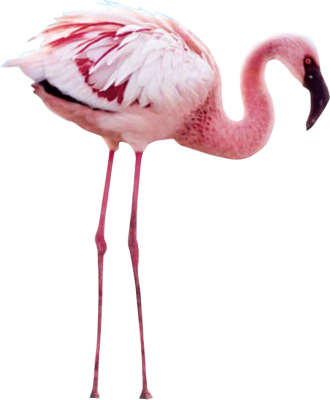 Flamingo File Transparent PNG Image