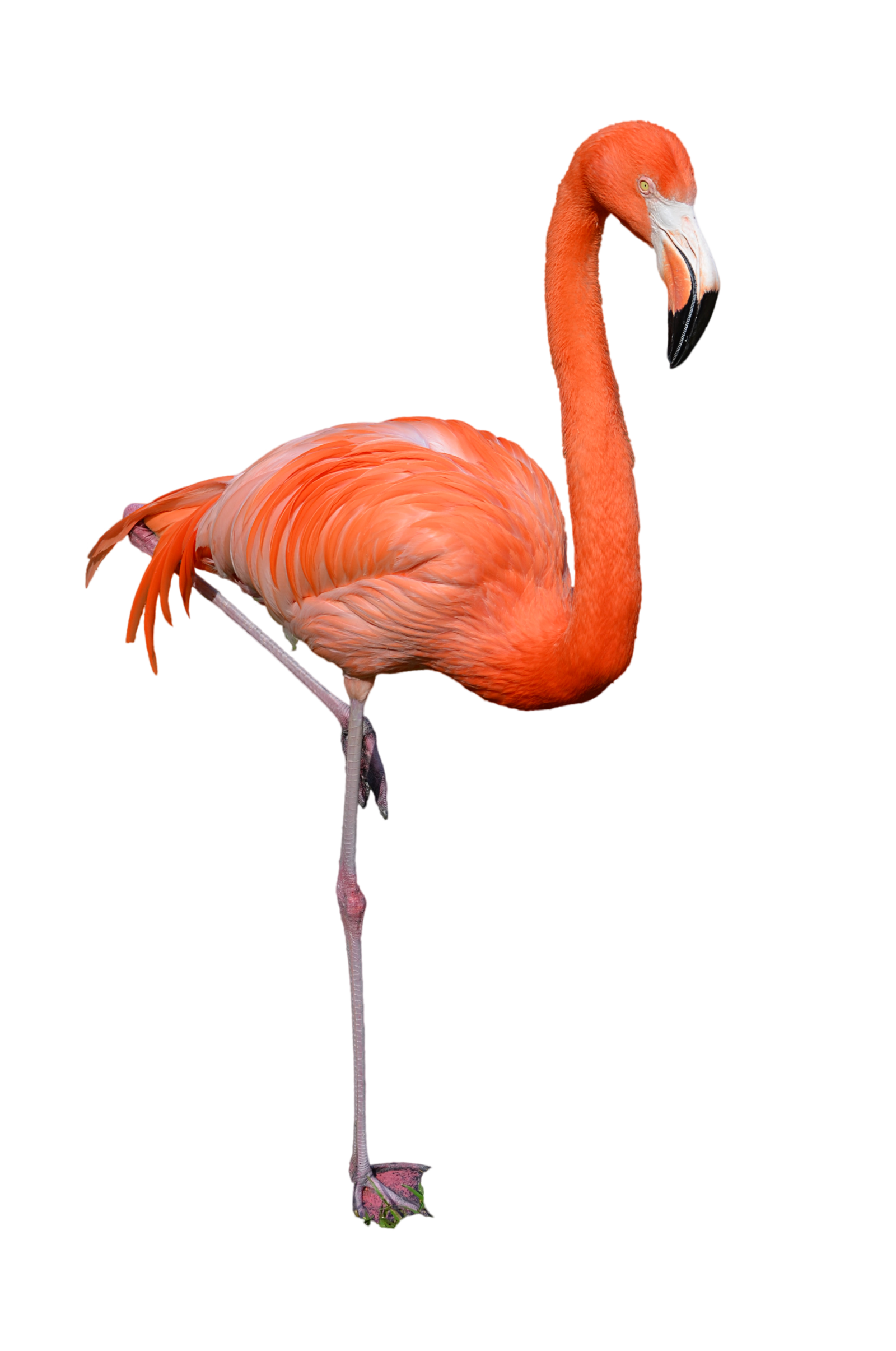 Flamingo Transparent PNG Image