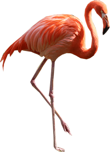 Flamingo Transparent PNG Image