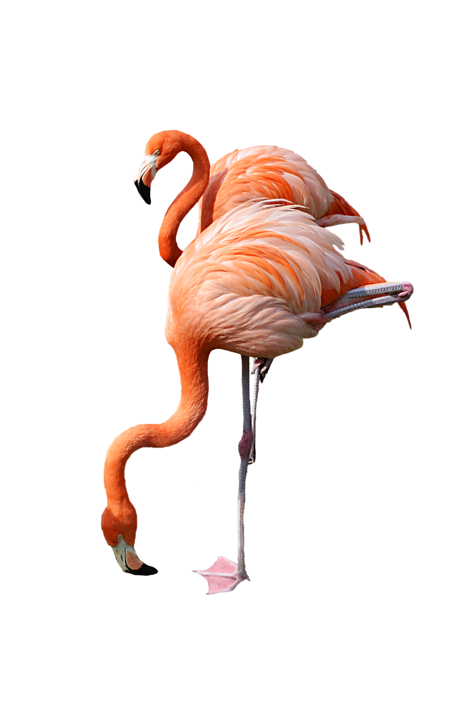 Flamingo Transparent PNG Image