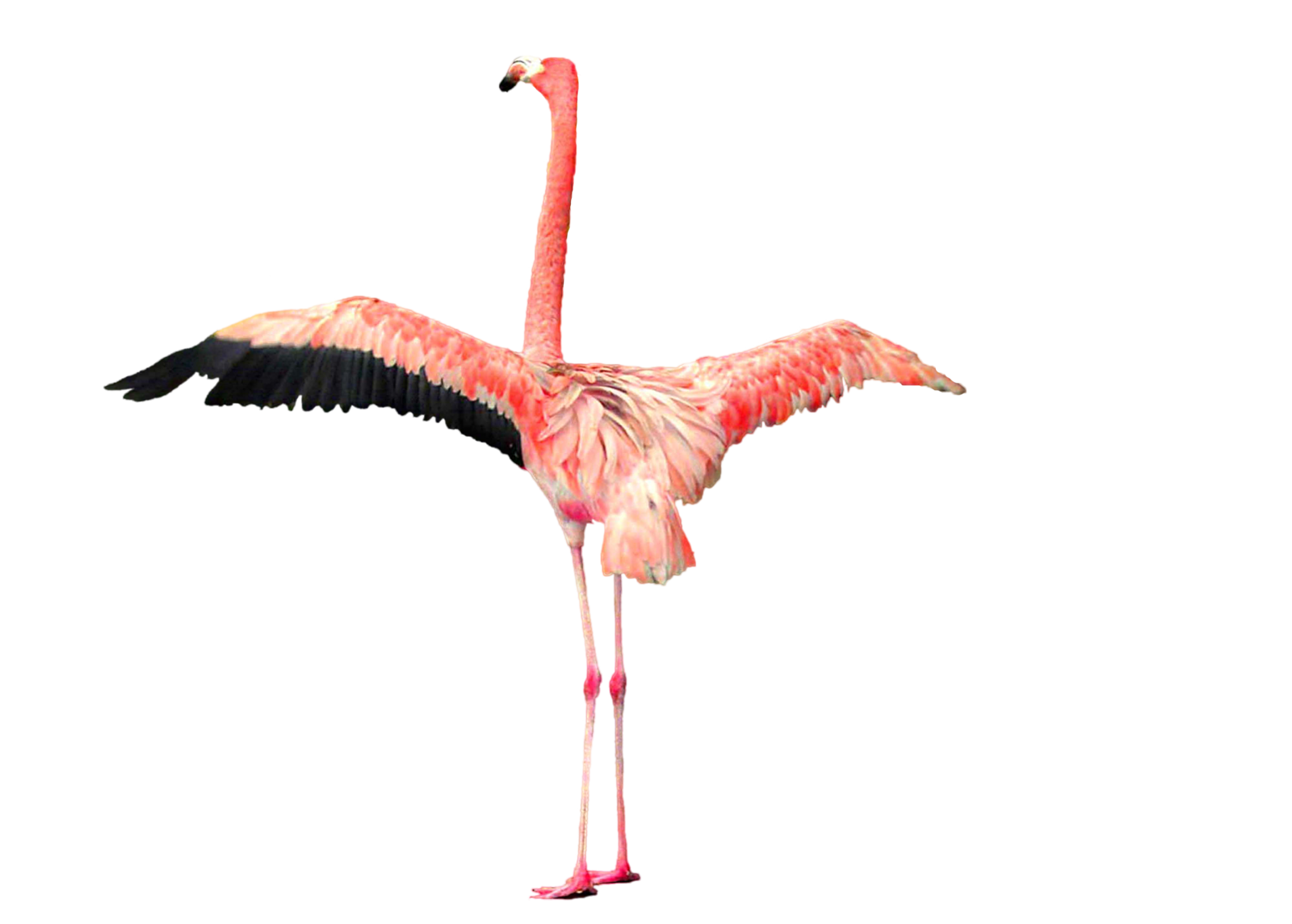 Flamingo Transparent PNG Image