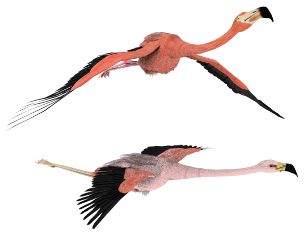 Flamingo Transparent PNG Image