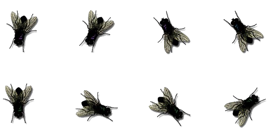 Flies Transparent PNG Image