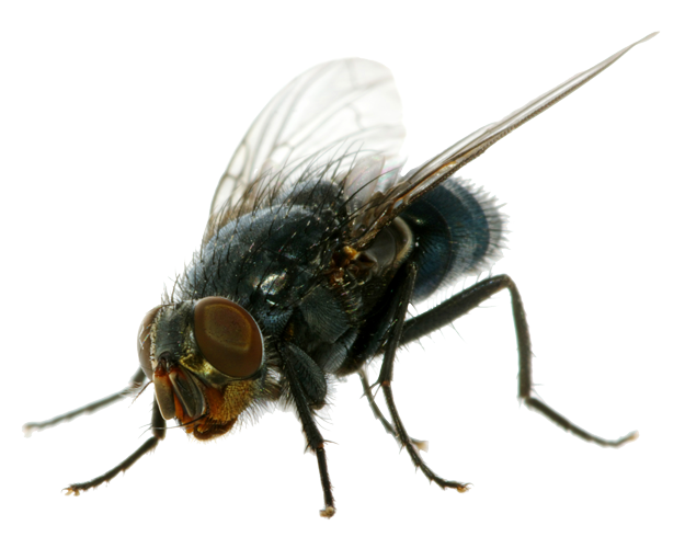 Flies Transparent PNG Image