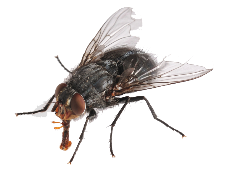 Flies Transparent PNG Image