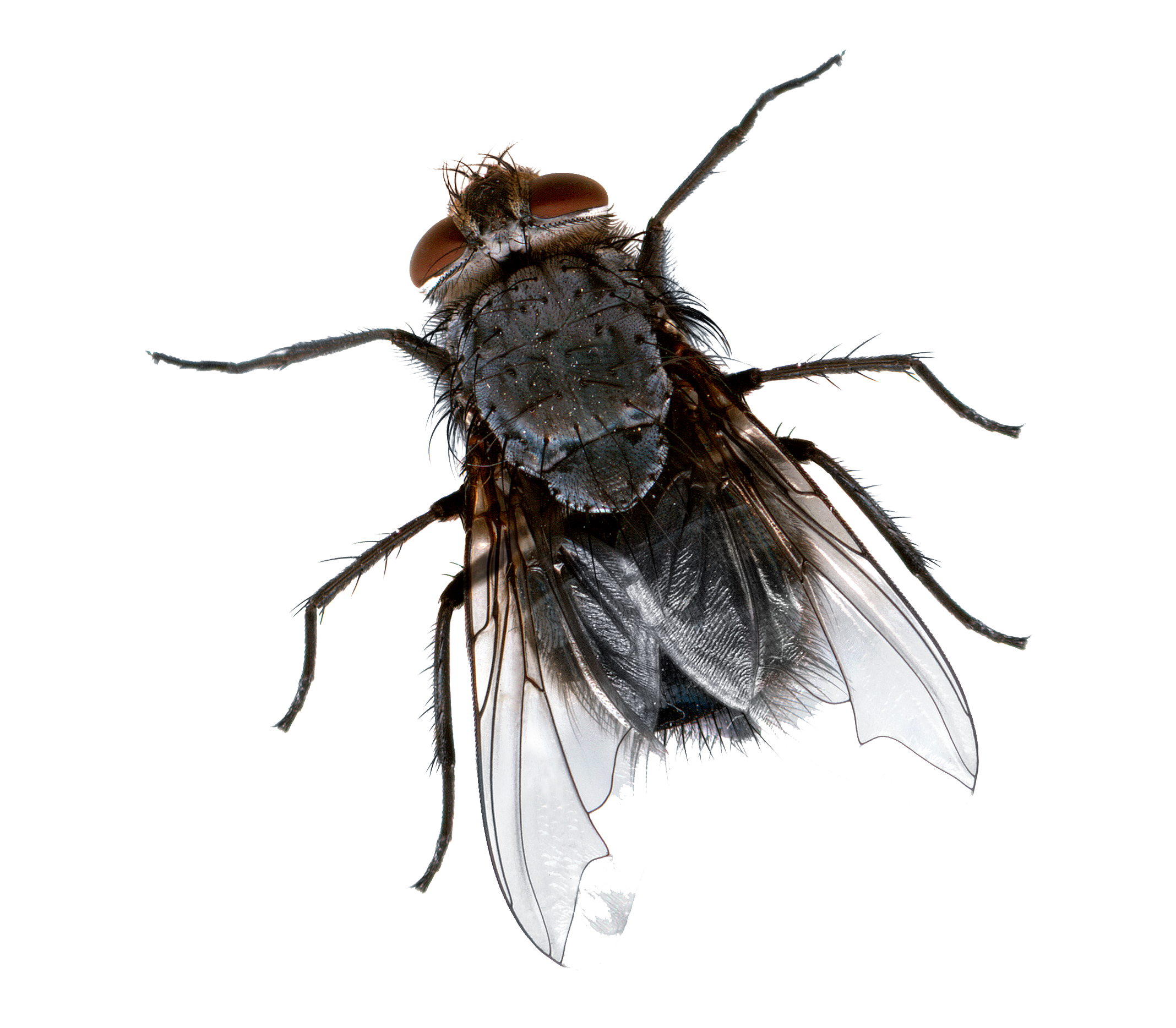 Flies Background Transparent PNG Image