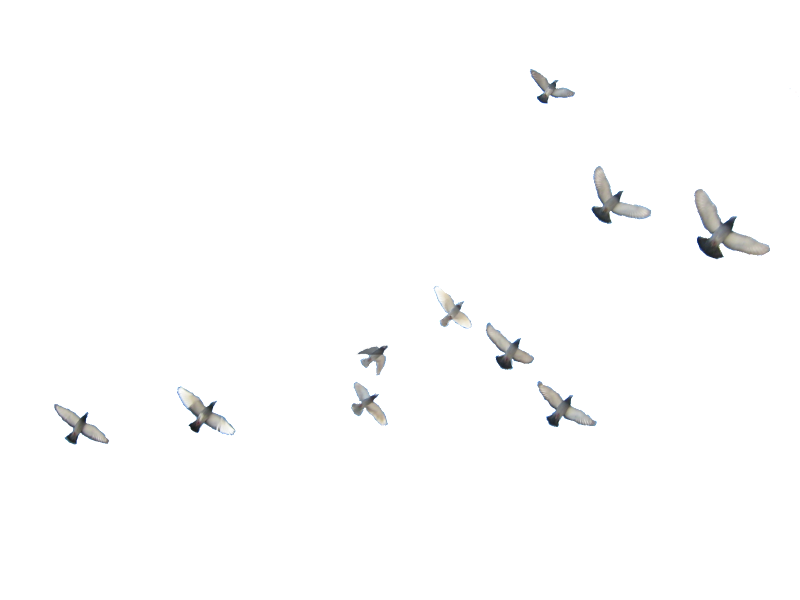Of Flock Birds Transparent PNG Image