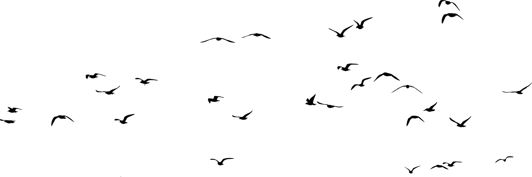 Of Flock Birds Transparent PNG Image