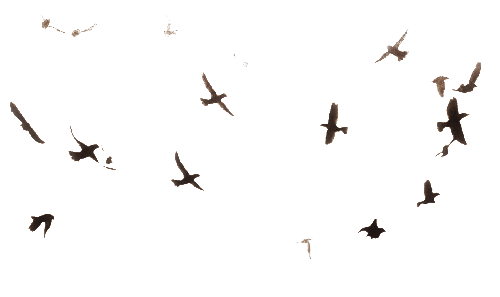 Of Flock Birds Transparent PNG Image