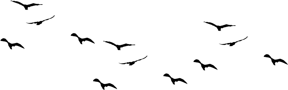 Of Flock Birds File Transparent PNG Image