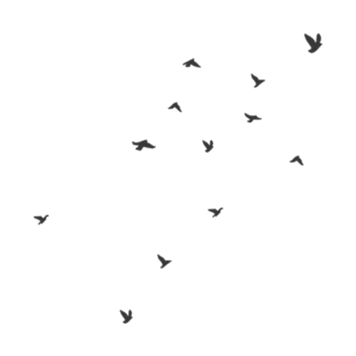 Of Flock Flying Birds Transparent PNG Image