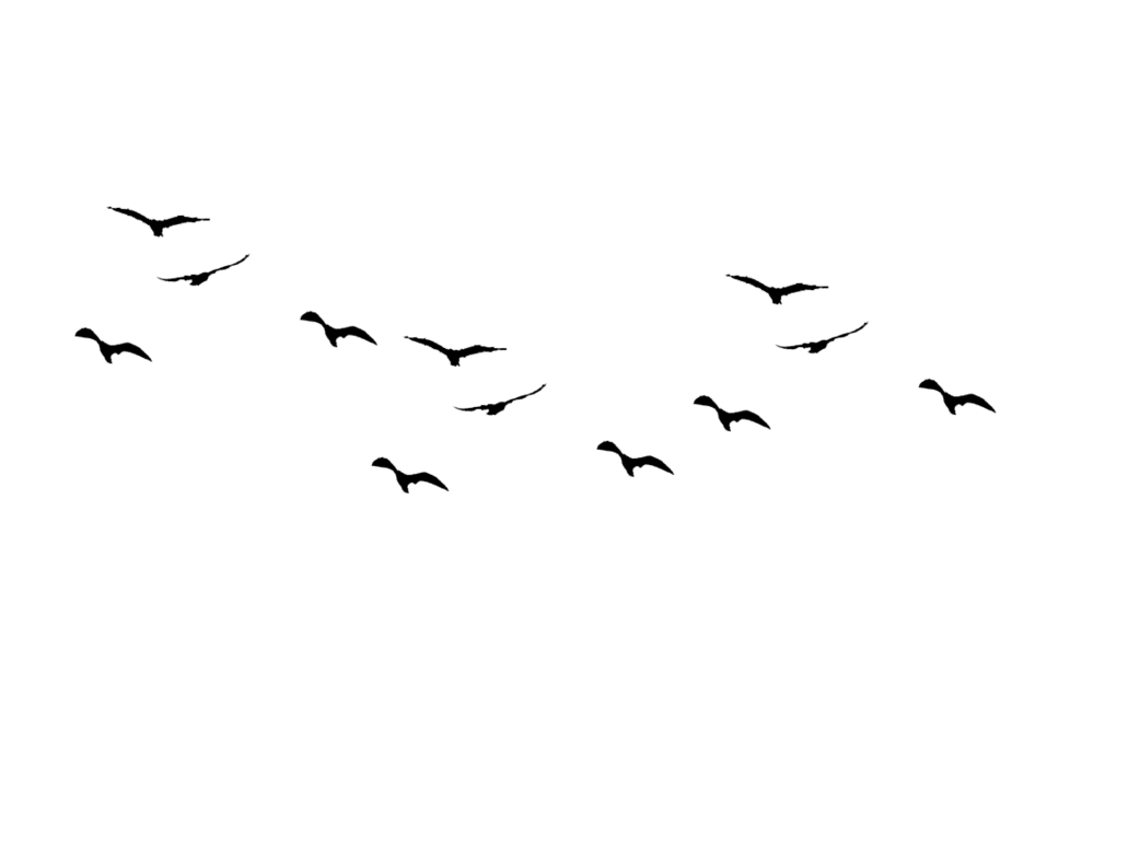 Of Flock Flying Birds Transparent PNG Image