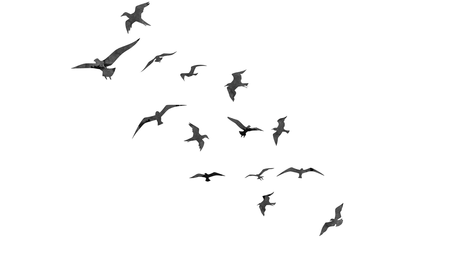 Of Flock Flying Birds Transparent PNG Image