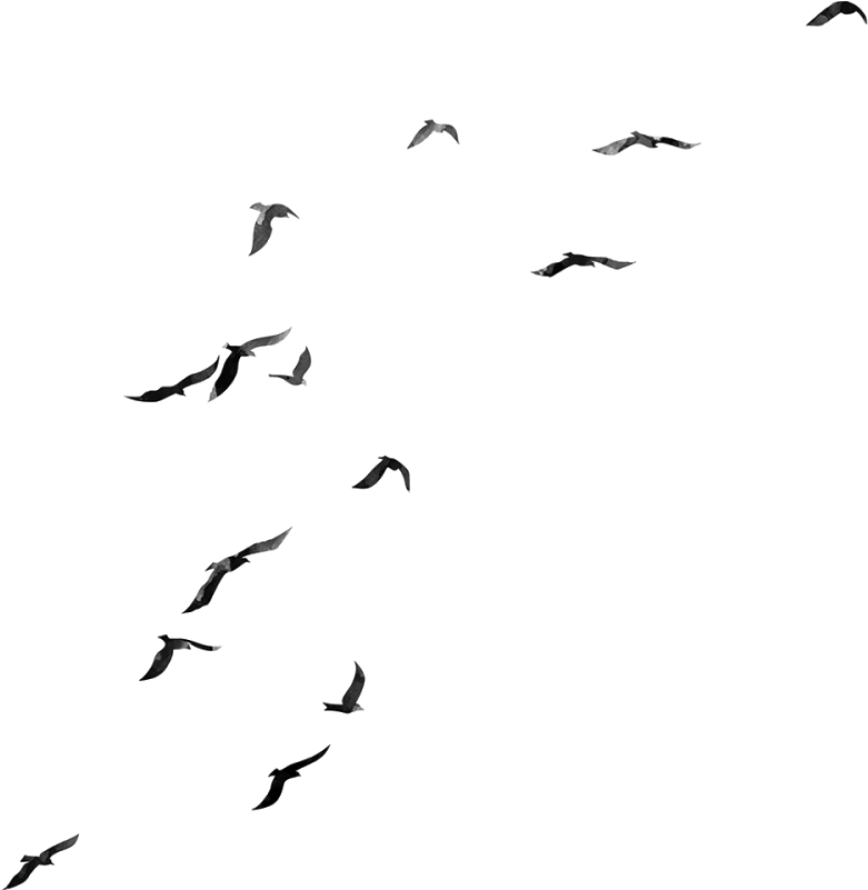 Of Flock Group Birds Transparent PNG Image
