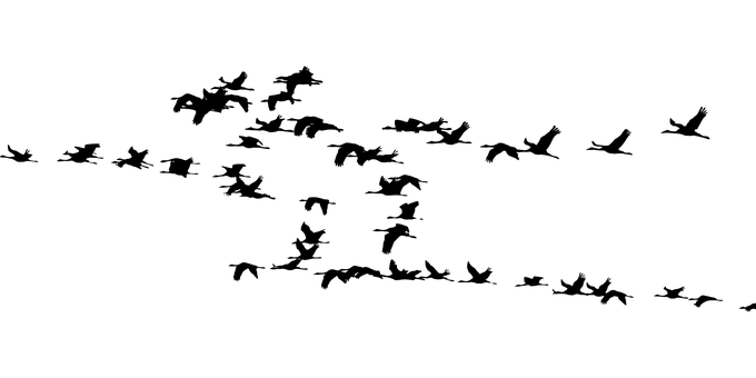 Of Flock Group Birds Transparent PNG Image