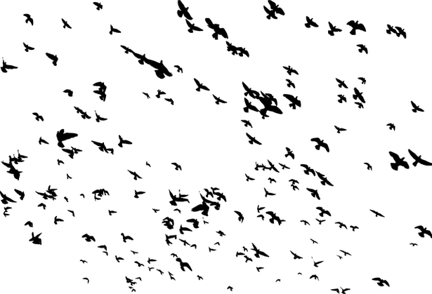 Of Flock Group Birds Transparent PNG Image