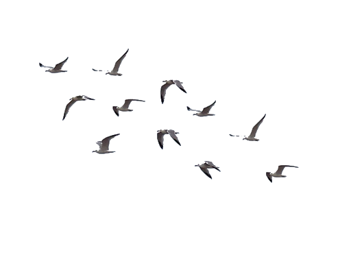 Of Flock Group Birds Transparent PNG Image