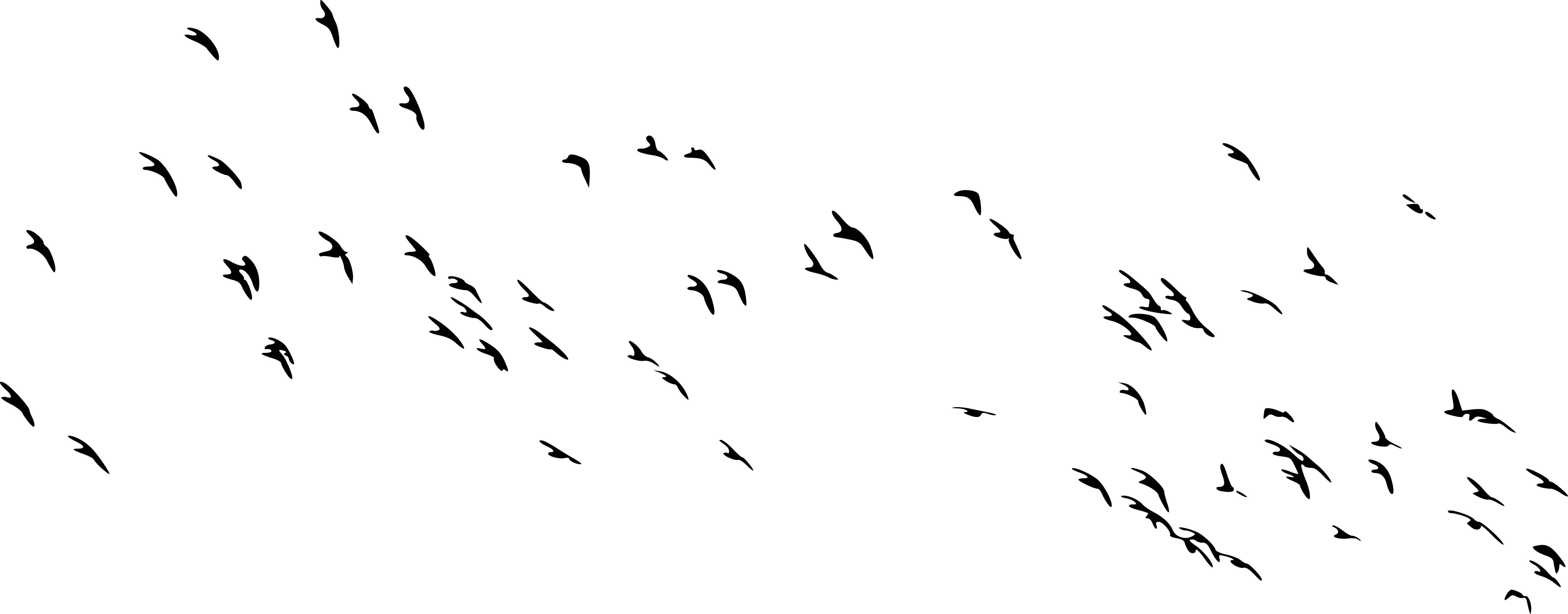 Of Flock Group Birds Transparent PNG Image
