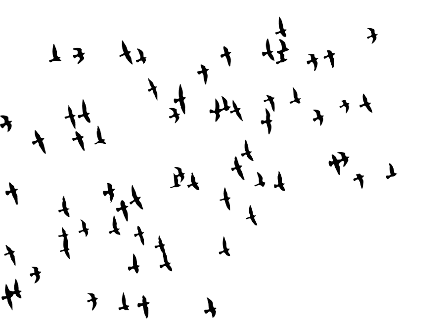 Of Flock Vector Birds Transparent PNG Image