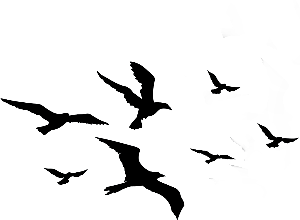 Of Flock Vector Birds Transparent PNG Image
