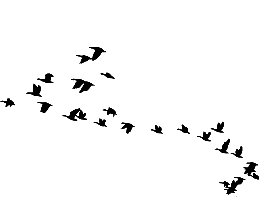 Of Flock Vector Birds Transparent PNG Image
