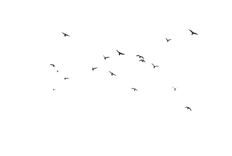 Of Flock Vector Birds Transparent PNG Image