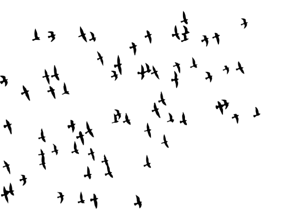 Of Flock Vector Birds Transparent PNG Image