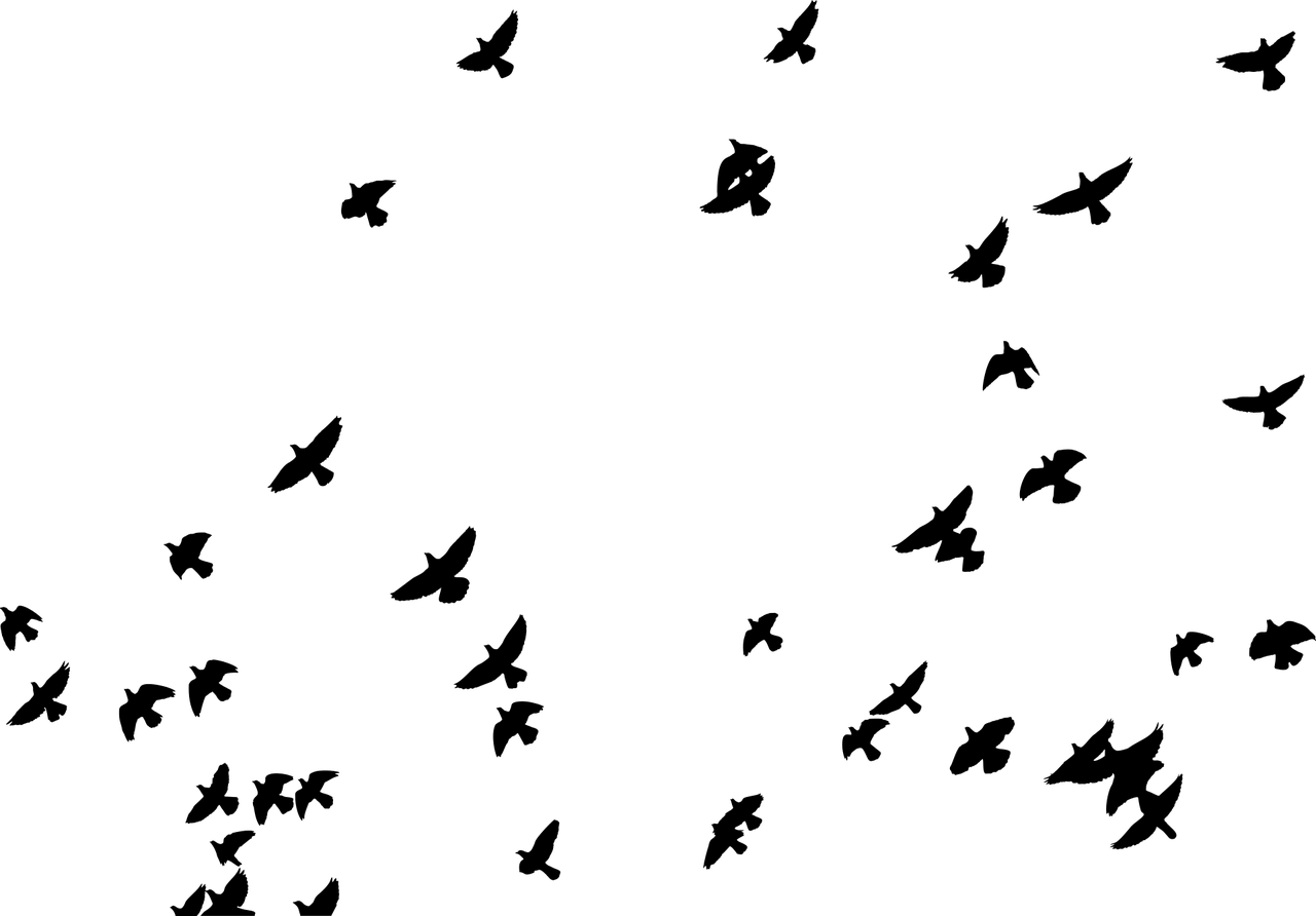 Of Flock Vector Birds Transparent PNG Image