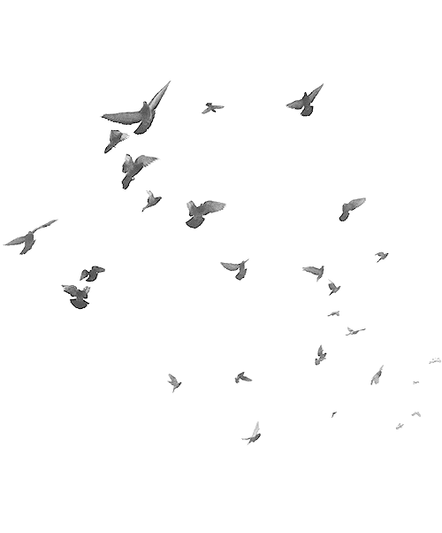 Birds Transparent PNG Image