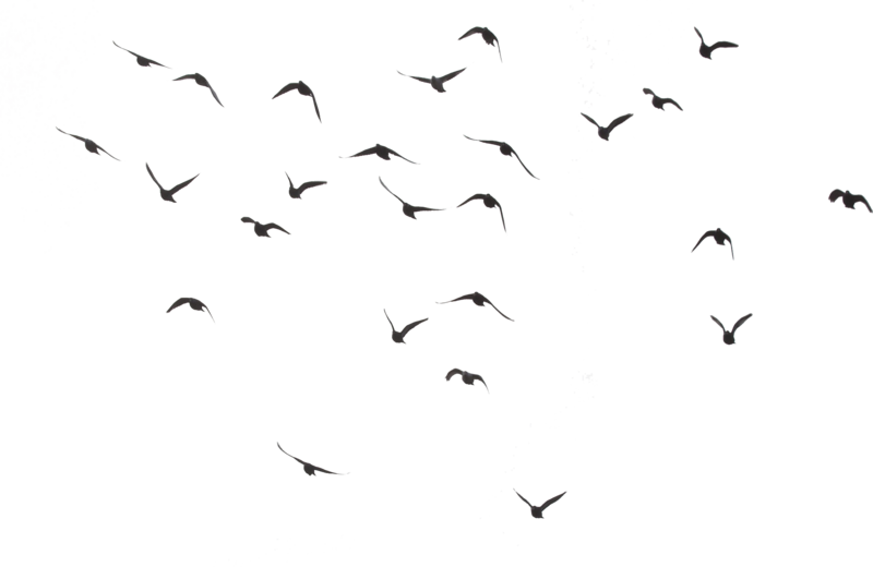 Birds Transparent PNG Image