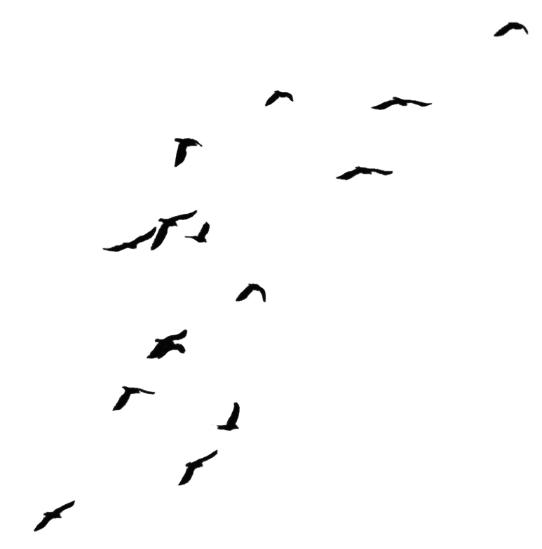 Birds Background Transparent PNG Image