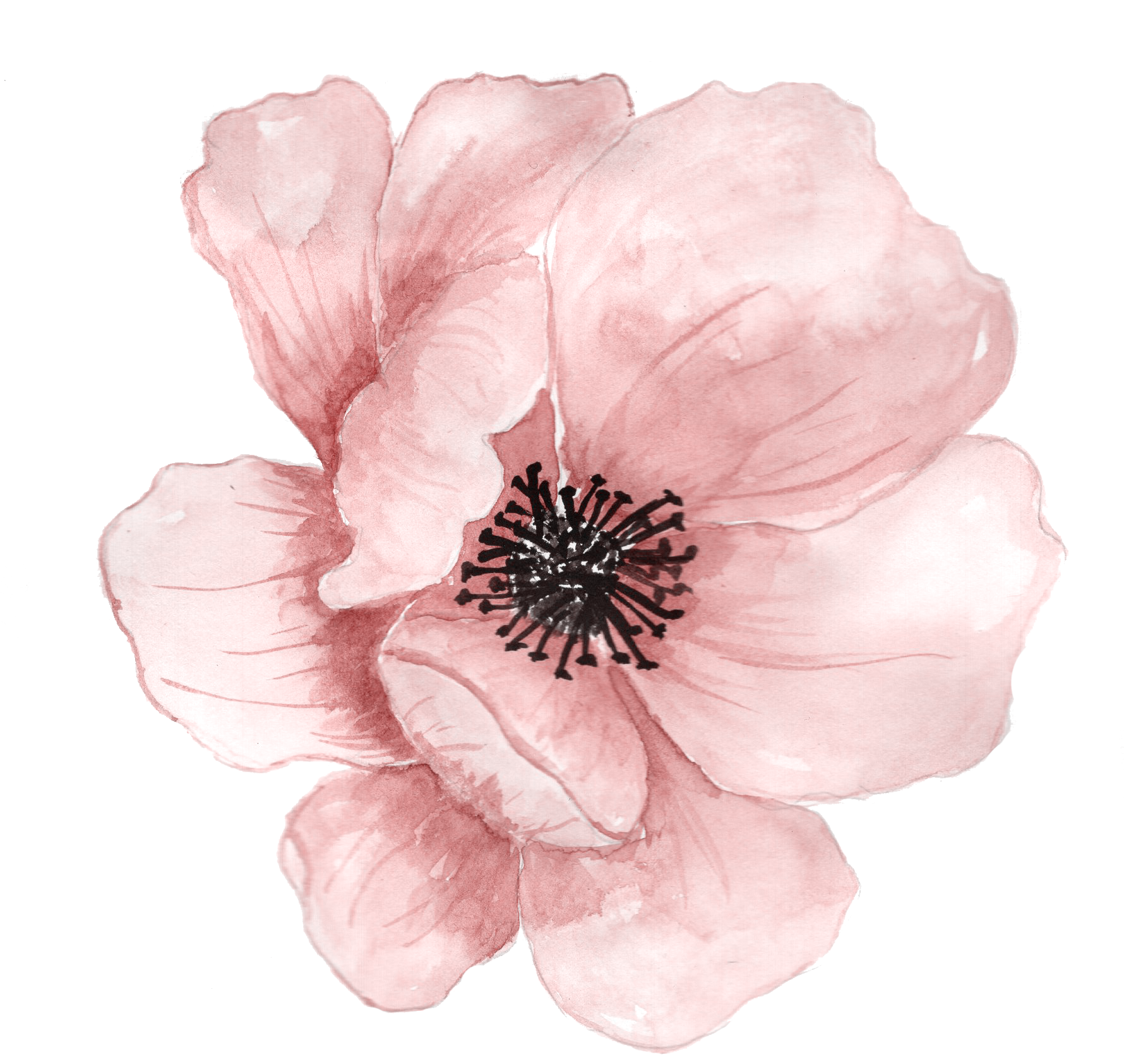 Watercolor Flower Art Transparent PNG Image