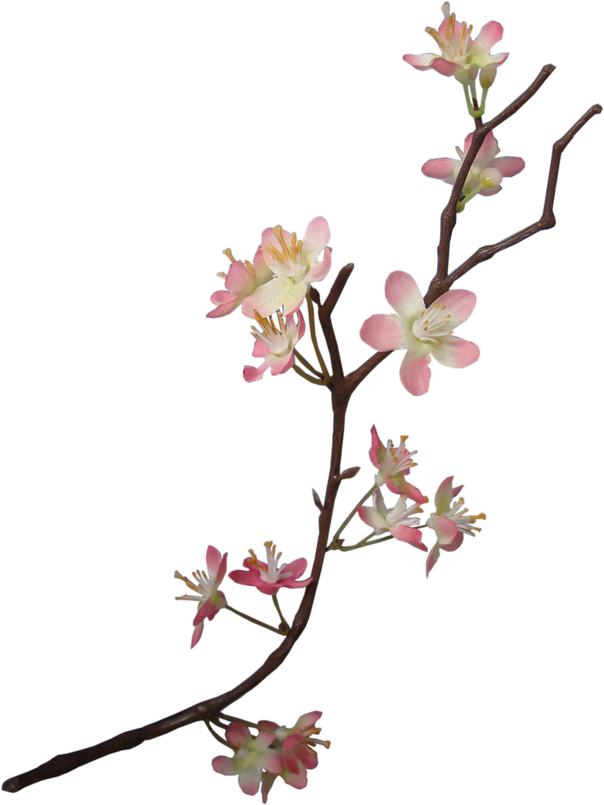 Blossom Flower Apple Transparent PNG Image